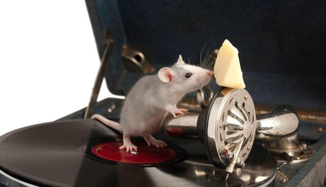 汽車(chē)防老鼠用什么最好