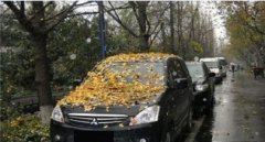 車停在樹下好不好，建議最好不要把車停在樹下